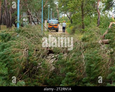 Breege, Germany. 21st Oct, 2023. A man clears a bicycle and pedestrian path of fallen trees with a chainsaw in Breege. A severe storm surge caused extensive damage along the Baltic Sea coast. Credit: Georg Moritz/dpa/Alamy Live News Stock Photo