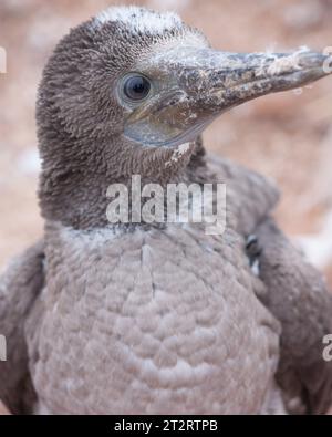 Close-up of young, brown, blue-footed booby on Floreana Island, Galapagos, Ecuador Stock Photo