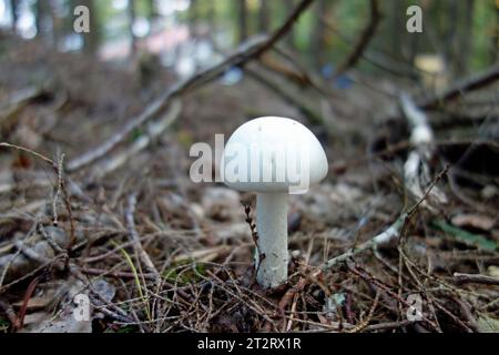 Amanita virosa, commonly known as the European destroying angel, is a deadly poisonous basidiomycete fungus, one of many in the genus Amanita. Occurri Stock Photo
