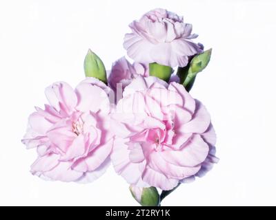 A group of high key delicate pink carnations on a white high key background Stock Photo