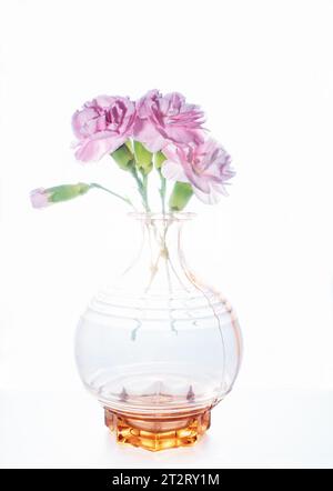 An orange glass vase of delicate pink carnations set against a high key white background Stock Photo
