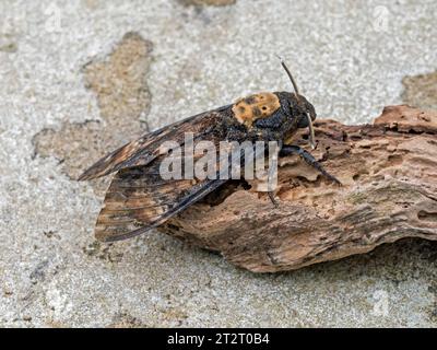 Death's-head hawkmoth (Acherontia atropos), Lerwick, Mainland Shetland, Scotland Stock Photo