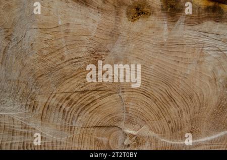 Freshly cut tree with chainsaw marks. The rings of the trunk are clearly visible. Texture, background or copy space Stock Photo
