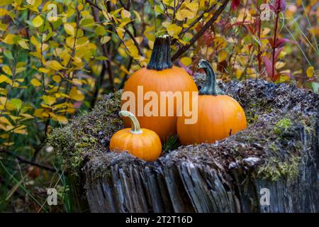 Different sized pumpkins on an old wooden stump with fall leaves in behind. Stock Photo