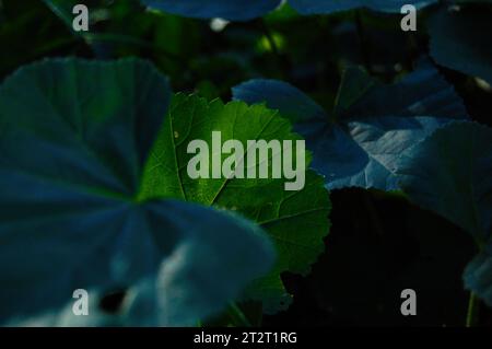 Image in which cyan and green tones predominate. Centered composition of dark edges and a point of light centered on the lighter tone leaf, revealing Stock Photo