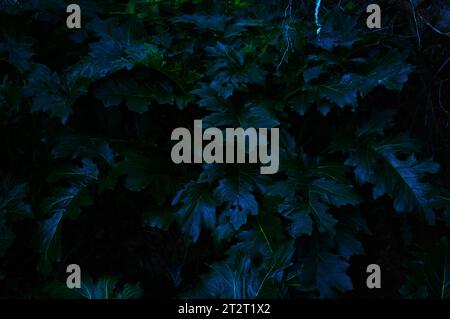 Set of unbloomed acanthus leaves. Bluish tone and ombre style in a low key photography. Stock Photo