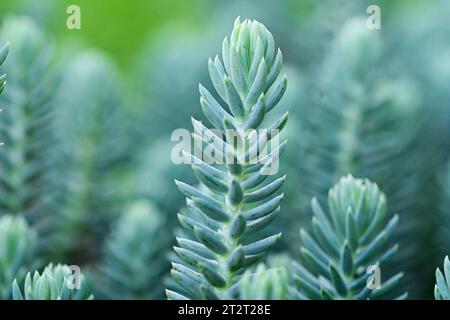 Pale stonecrop Stock Photo