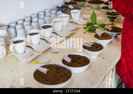 Some cups containing tea of ​​different types to be tested, tea production process. Stock Photo