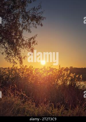 Silent evening near the pond with the sun going down over the reed vegetation. Peaceful dusk scene, natural background Stock Photo