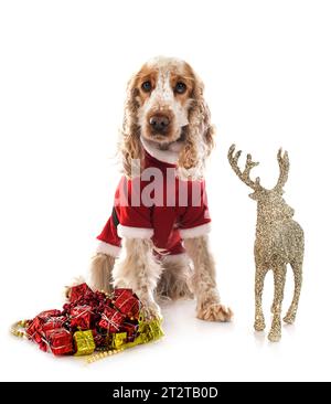 English Cocker Spaniel in front of white background Stock Photo