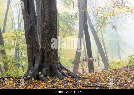 Roots and tree trunks in a foggy fall forest Stock Photo