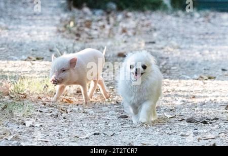 pink miniature pig and chihuahua walking in the garden in summer Stock Photo