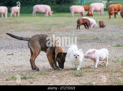 piglet, chihuahua and malinois in front of farm Stock Photo