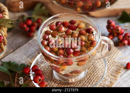Fresh hawthorn or Crataegus berries in a cup of herbal tea Stock Photo