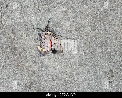 The Spotted Lanternfly (Lycorma delicatula), an invasive species native ...