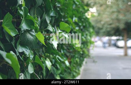 Background with fresh green leaves and defocuced city street. Green plants are in the town. Stock Photo