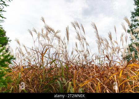 Beautiful pampas reeds on a cloudy day Stock Photo
