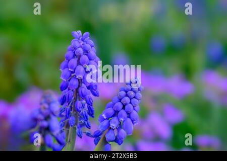 Tender blue muscari flowers in Bad Pyrmont, Germany, closeup. Stock Photo