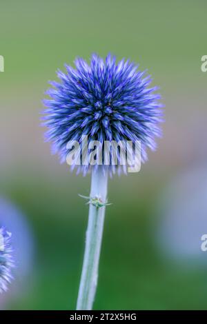 Ball thistle veitchs blue in a garden closeup. Stock Photo