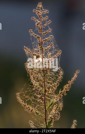 Beautiful defocused view of dried wild flowers and grass in a meadow in the bright golden rays of the sun and blurred background. Stock Photo