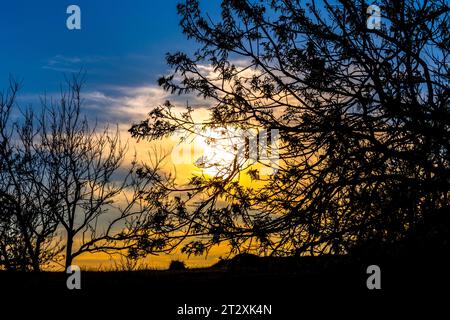 Beautiful sunset behind trees silhouette. Blue and Yellow sky in the background Stock Photo