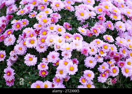 Purple chrysanthemums stand out against the green background of the garden. Stock Photo