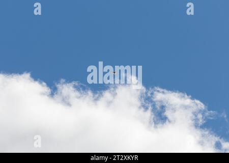 The kite bird, illuminated by the sun, soars above the white clouds Stock Photo