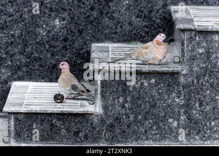 Feathered representative of wildlife, a bird of the pigeon family - turtledove bird (Streptopelia). Urban photography scene Stock Photo