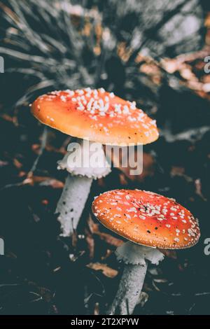 Fly Agaric fungi in the ancient woodland of Piddington Wood  in Buckinghamshire. Stock Photo