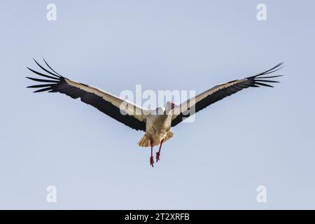 White stork bird (Ciconia ciconia) in flight Stock Photo