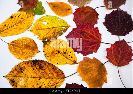 Colorful flat lay of dried autumn leaf on white background. Can be used as wallpaper, wrapping paper or template. Stock Photo