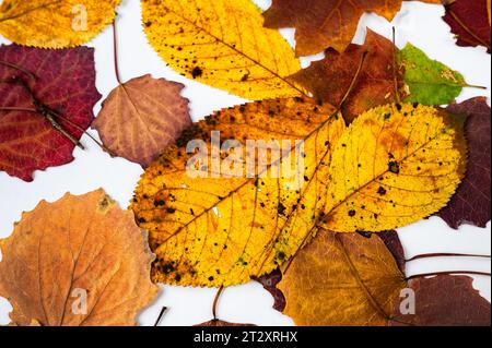 Abstract seamless background from autumn color leaves on white background, closeup. Stock Photo