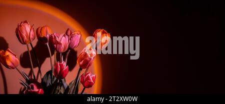 Pink colored tulip flower in neon light on red gradient background in the night light. Flowers for decoration. Creative dark holiday concept. Copy space greeting card Floral bouquet of fresh flowers. Aesthetic sunset lamp  Stock Photo