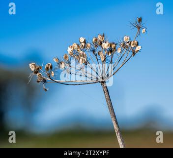 The head of a Giant Hogweed (Heracleum mantegazzianum) plant showing the seeds on a cold winter’s day against a clear blue winter sky Stock Photo