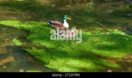 duck couple on river water-crowfoot---Ranunculus fluitans---in River Itter,Duesseldorf,Germany Stock Photo