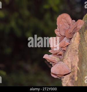 Jelly Ear (Auricularia auricula-judae) Fungus on Tree,Germany Stock Photo