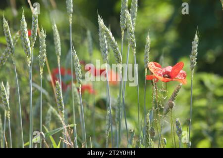 Poppies and ear of wheat seen from up close Stock Photo