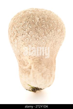 Meadow Puffball mushroom isolated on white background Stock Photo