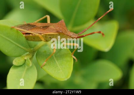 Natural closeup on an adult Box bug, Gonocerus acuteangulatus posing on a green leaf in the garden Stock Photo