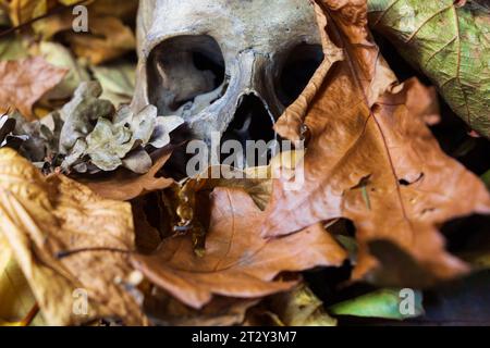 A skull and autumn leaves still life Stock Photo