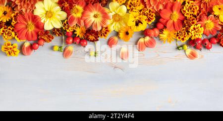 Autumn composition and orange and red flowers of dahlias, marigolds, hawthorn berries on a blue wooden table. Creative layout made of flowers with pla Stock Photo