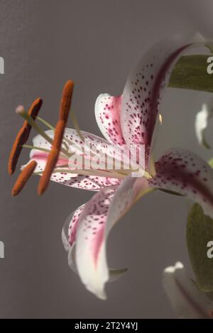 Lilies in bloom seen up close Stock Photo - Alamy