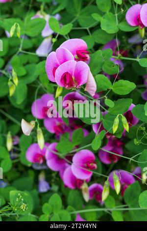 A close up of violet flowers outside in rural Scotland on a sunny day Stock Photo