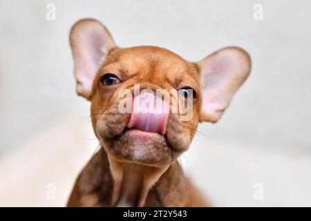 Funny French Bulldog dog puppy licking nose with tongue Stock Photo