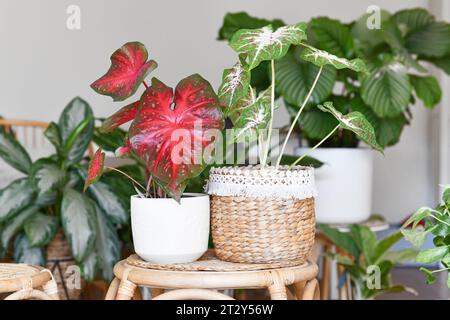 Multicolored exotic 'Caladium Red Flash' and 'Caladium Hearts Desire' houseplants in flower pots on table surrounded by many plants in living room Stock Photo