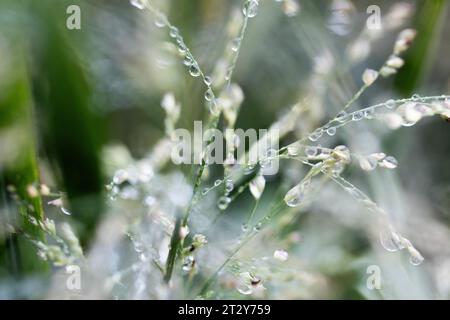 Cologne, Germany. 22nd Oct, 2023. Raindrops are seen on a switchgrass. Credit: Rolf Vennenbernd/dpa/Alamy Live News Stock Photo
