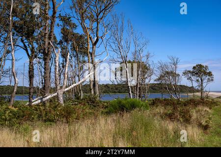 Benacre national nature reserve Suffolk Stock Photo