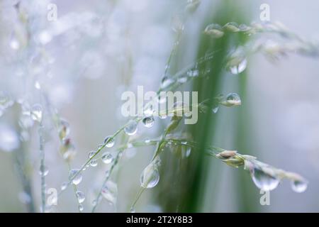 Cologne, Germany. 22nd Oct, 2023. Raindrops are seen on a switchgrass. Credit: Rolf Vennenbernd/dpa/Alamy Live News Stock Photo