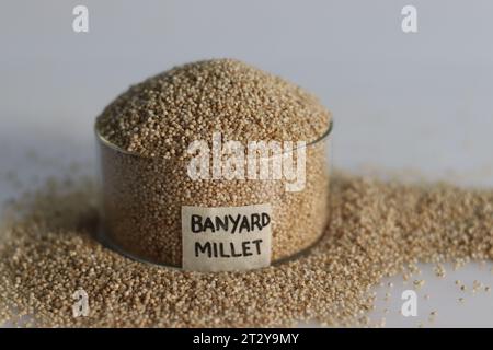 Closeup of banyard millet, a healthy grain, in a glass bowl with label on it filled to the brim, to showcase the small round shape pale grains with a Stock Photo