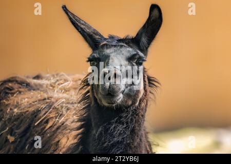 Close-up shot of a cute and friendly llama with a friendly expression on its face Stock Photo